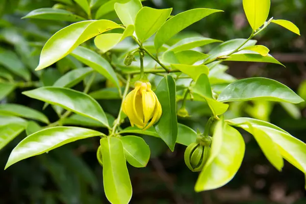 Çiçek, ylang ylang, sarı ve yeşil bahçedeki ağaçlar.