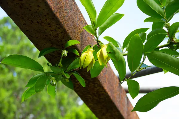 Çiçek, ylang ylang, sarı ve yeşil bahçedeki ağaçlar.