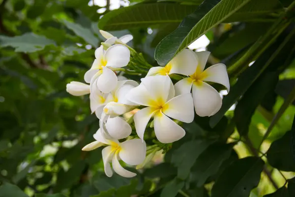 Çiçek, ylang ylang, sarı ve yeşil bahçedeki ağaçlar.