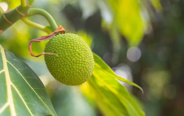 Ekmek meyvesi (Artocarpus altilis) bahçedeki ağaçlarda yeşil meyve yetişiyor..
