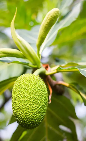 Genç ekmek meyvesi (bilimsel adı: Artocarpus altilis) bahçedeki ağaçlarda çiğ yeşil.