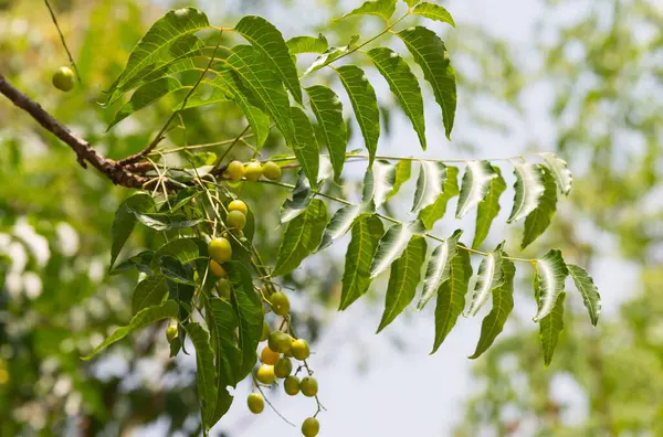 Neem (bilimsel adı: Azadirachta indica) bahçedeki ağacın üzerindeki ağacın ham meyveleri..