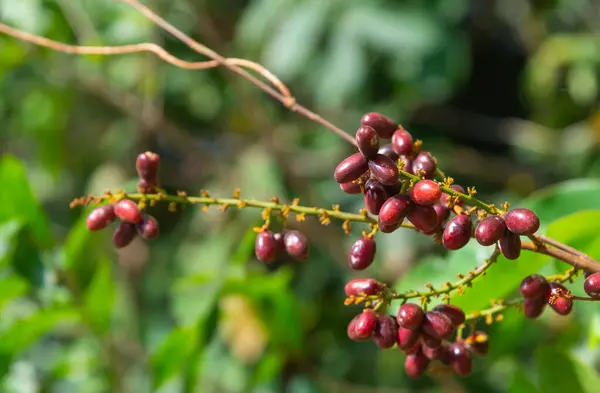 Lepisanthes rubiginosa, yararlı bir Tayland yabani meyvesi, çok iyi bir tıbbi değerdir. Sonuçlar çok güzel bir kırmızı demet. Bulanık doğal bir arka planda.