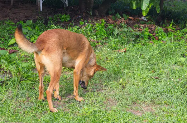 Kahverengi köpek yere kusar..