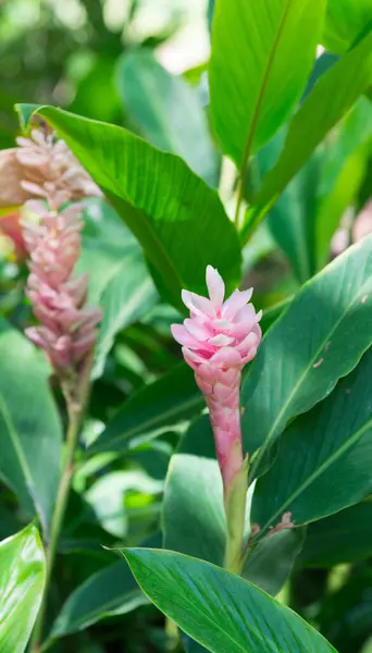 Pembe kızıl (bilimsel adı: Alpinia purpurata 'Eileen Macdonald'), bahçedeki ağaçlarda açan pembe çiçeklerdir. Doğal arka plan bulanıklığında.