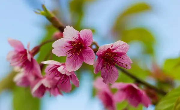 Pembe kiraz buketleri, sakura çiçekleri ağaç arka planında çiçek açarlar..