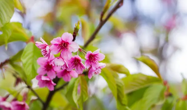 Pembe kiraz buketleri, sakura çiçekleri ağaç arka planında çiçek açarlar..