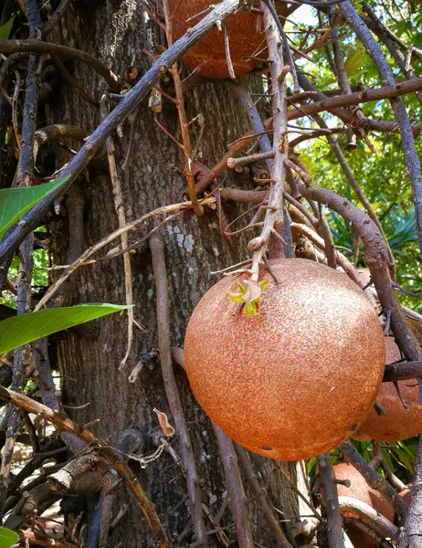 stock image Cannon ball tree(Scientific name : Couroupita guianensis Aubl.)Fruit sphere hanging on the tree.