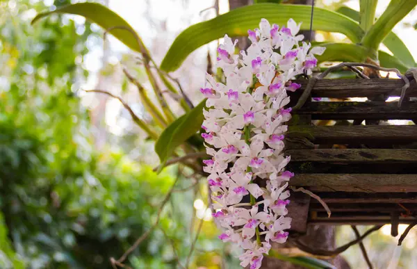 Mor Rhynchostylis dev çay orkide çiçeği bahçede güzel çiçek açıyor, Tayland 'ın kışında ılık güneş ışığı ile birlikte..