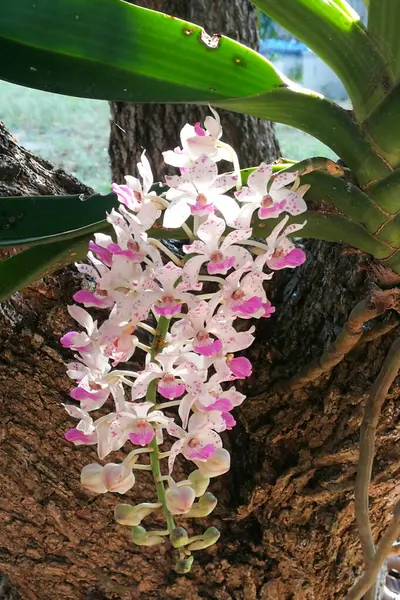 Güzel pembe Rhynchostylis dev çay orkidesi bahçedeki ağaçta çiçek açıyor..