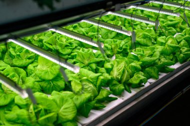 Smart farm with technology, People with indoor farm factory, Researchers developing vegetable varieties at greenhouse agriculture