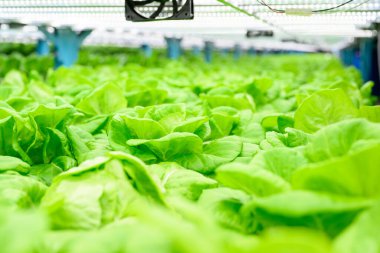 Smart farm with technology, People with indoor farm factory, Researchers developing vegetable varieties at greenhouse agriculture