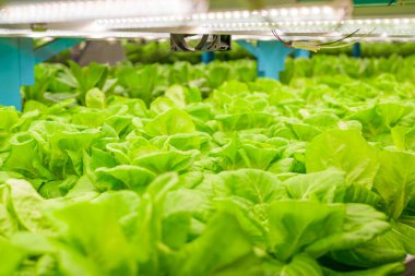 Smart farm with technology, People with indoor farm factory, Researchers developing vegetable varieties at greenhouse agriculture
