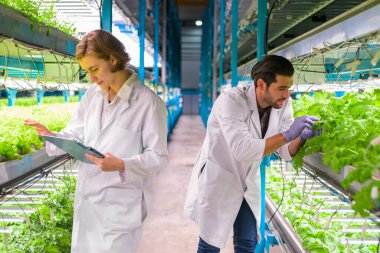 Smart farm with technology, People with indoor farm factory, Researchers developing vegetable varieties at greenhouse agriculture