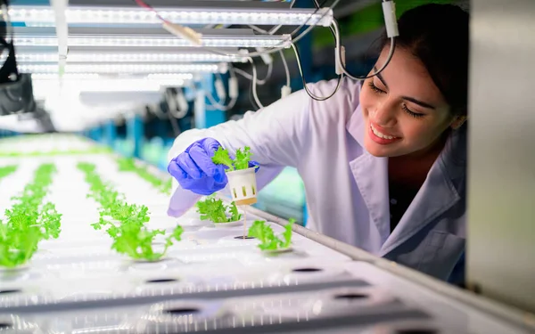 Boldog Kutató Dolgozik Növény Kutatás Hidroponikus Üvegház Intelligens Farm Technológiával — Stock Fotó