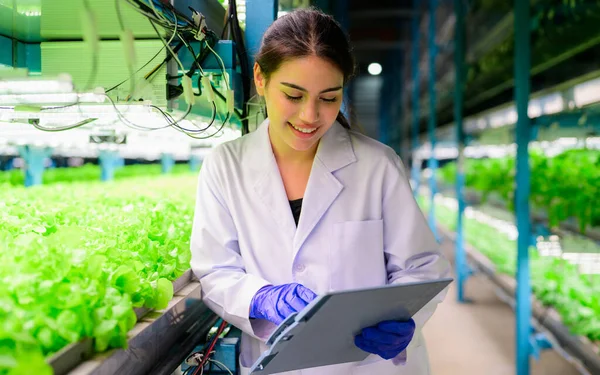 Növénykutató Aki Ültetvényen Dolgozik Ipari Hidroponikus Üvegházban Intelligens Gazdaság Technológiával — Stock Fotó
