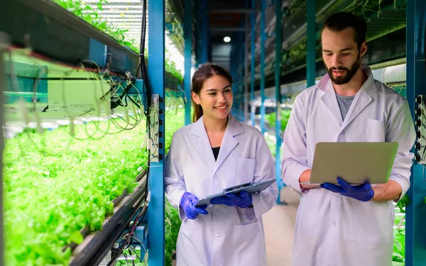 Beltéri Mezőgazdasági Üzemmel Rendelkező Emberek Happy Researchers Team Working Vegetable — Stock Fotó