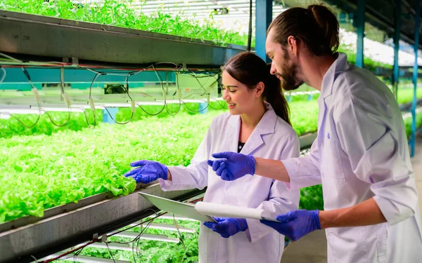 Tudósok Mezőgazdasági Termelő Ellenőrzése Együtt Dolgozik Üvegházhatású Mezőgazdaság Intelligens Gazdaság — Stock Fotó
