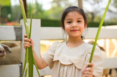Koyunlarını çiftlikte besleyen şirin bir kızın portresi hayvanat bahçesinde evcil hayvan besleyen mutlu bir kız heyecanlı ve mutlu bir kız hafta sonu ailesiyle aktiviteler yapıyor.