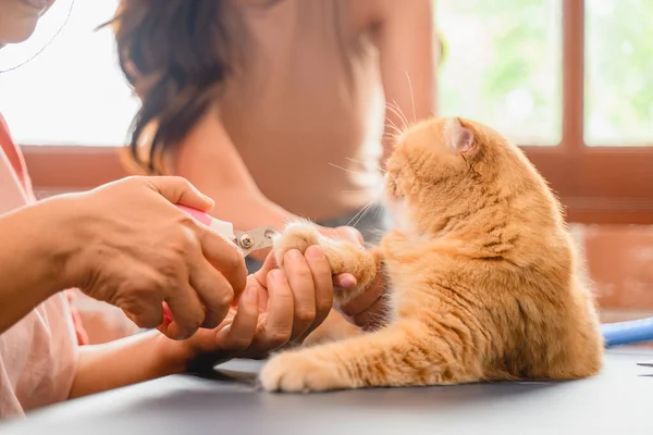 Kucing Dengan Dokter Hewan Klinik Dokter Hewan Betina Memotong Kuku — Stok Foto