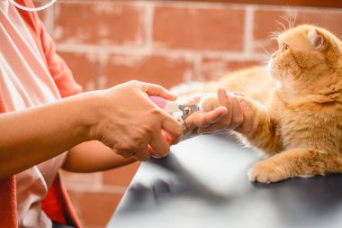 Klinikte veterineri olan bir kedi, kedi tırnağı kesen bir kadın veteriner. Yüksek kalite fotoğraf