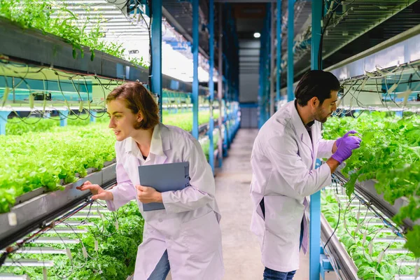 Boldog Tudósok Beltéri Mezőgazdasági Üzem Kutatók Fejlődő Növényi Fajták Üvegházhatású — Stock Fotó