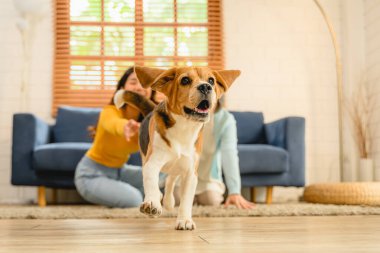 Bir Beagle yavrusu, safkan ve safkan bir köpek, gün boyunca bir evin içinde yerde koşan bir köpek. Bu evcil hayvan sevilen bir hayvan olarak neşe ve arkadaşlık getirir.