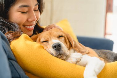 Bir Beagle yavrusu, safkan ve safkan bir köpek, gün boyunca bir evin içinde yerde koşan bir köpek. Bu evcil hayvan sevilen bir hayvan olarak neşe ve arkadaşlık getirir.