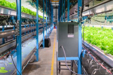 Kapalı alanda yetişen sebzeler, hidroponik sebze çiftliği, organik hidroponik sebze bahçesi, gelecekteki yiyecekler için sürdürülebilir tarım.