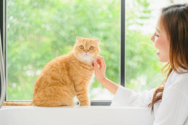 Bir turuncu kedi, sevimli ve sevimli bir evcil hayvan, kedi kapalı alanda resmedilir. Güzel ve nazik görünümlü küçük bir kedi yavrusu. Yüksek kalite fotoğraf