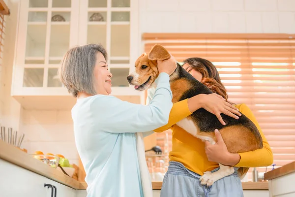 Boldog Család Nagyanyja Lánya Játszik Kutyával Boldog Háziállatok Kiváló Minőségű — Stock Fotó