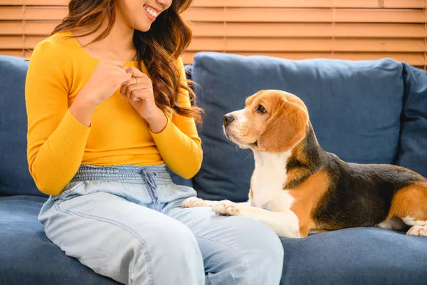 Egy Látható Egy Barátságos Interakció Kutyájával Egy Játékos Beagle Otthon — Stock Fotó