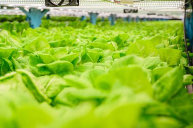 Kapalı alanda yetişen sebzeler, hidroponik sebze çiftliği, organik hidroponik sebze bahçesi, gelecekteki yiyecekler için sürdürülebilir tarım.