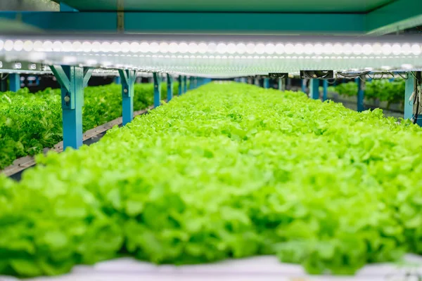 Vegetables Growing Indoor Farm Hydroponic Vegetable Farm Organic Hydroponic Vegetable — Stock Photo, Image