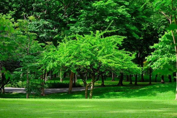 City park with walking path and green zone trees, Beautiful typical summer landscape, Green park in morning, Natural green grass, Beautiful meadow in park