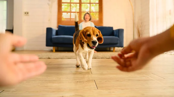 Egy Beagle Kölyökkutya Egy Fajtiszta Törzskönyvezett Kutya Egy Kutya Ami — Stock Fotó