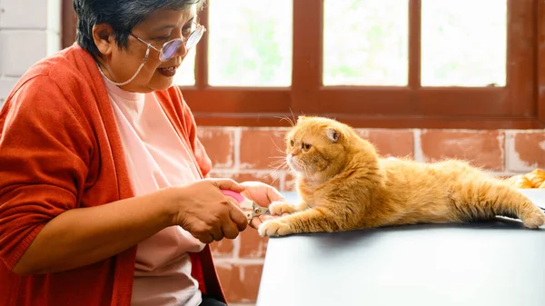 Cat with veterinary in clinic, a female veterinarian cutting nail of cat. High quality photo