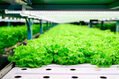 Kapalı alanda yetişen sebzeler, hidroponik sebze çiftliği, organik hidroponik sebze bahçesi, gelecekteki yiyecekler için sürdürülebilir tarım.