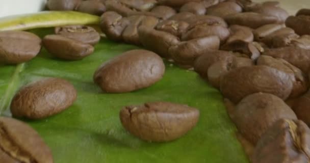 Kaffeebohnen Auf Grünen Blättern Nahaufnahmen — Stockvideo