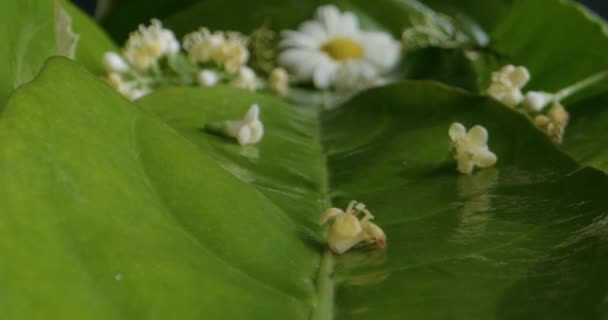 Fleurs Minuscules Sur Feuilles Vertes Macro Séquences — Video