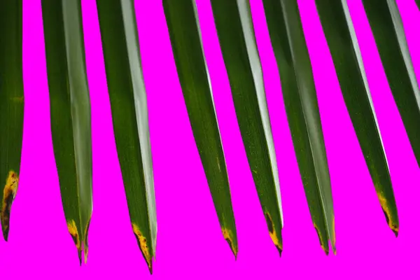 Palmbladeren Geïsoleerde Gekleurde Achtergrond Rechtenvrije Stockfoto's