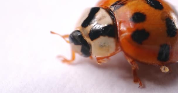 Inggris Macro Footage Orange Ladybug — Stok Video