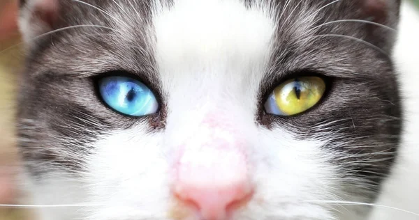Multi Color Eyed Van Cat Makro lizenzfreie Stockbilder