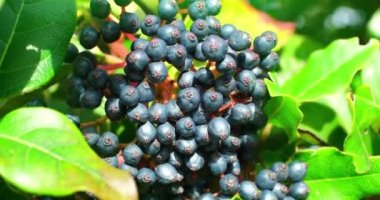 Mavi Mürver Meyveleri - Macro Görüntüleri
