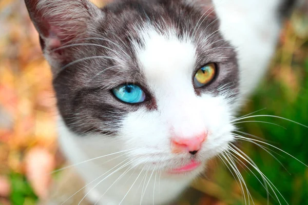 Van Cat Med Färgglada Ögon Stockbild