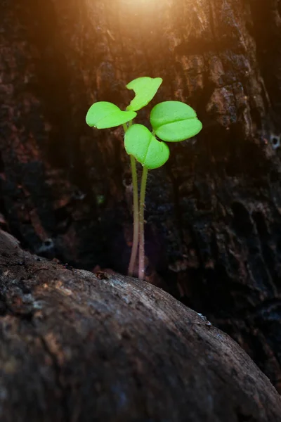 Plant Sprout Gevoed Door Zonlicht Stockfoto