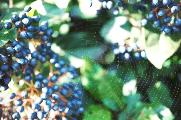 Spinnennetz Auf Früchten Des Blauen Holunders Stockbild