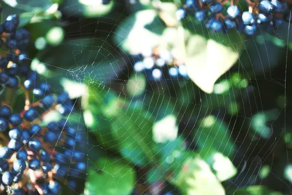 Spinnennetz Auf Früchten Des Blauen Holunders lizenzfreie Stockbilder