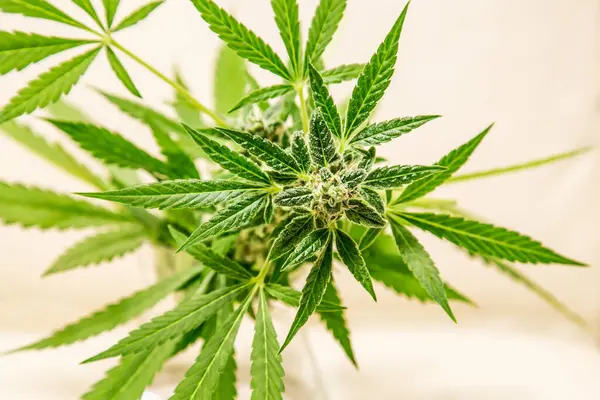 Marihuana yaprakları parlak arkaplanda. Çiçek tomurcukları tıbbi esrar marihuanası.