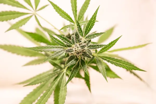 Beyaz arka planda marihuana yaprakları. Tıbbi marihuana esrarı çiçek açar..